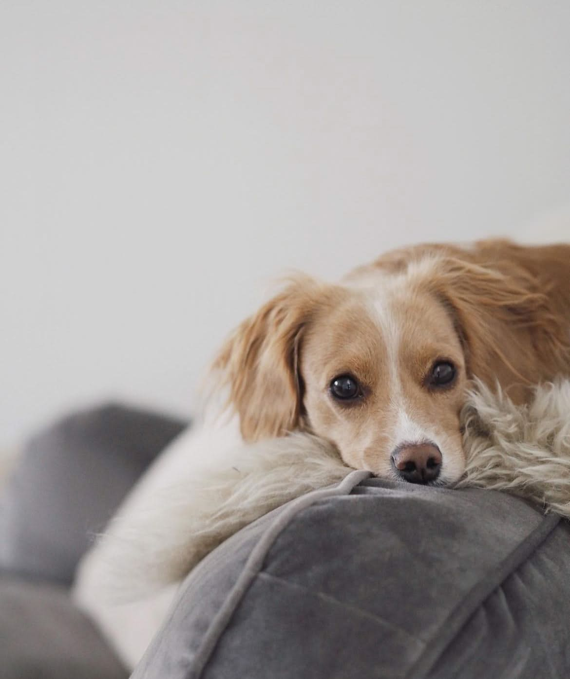 Sheepskin for Pets